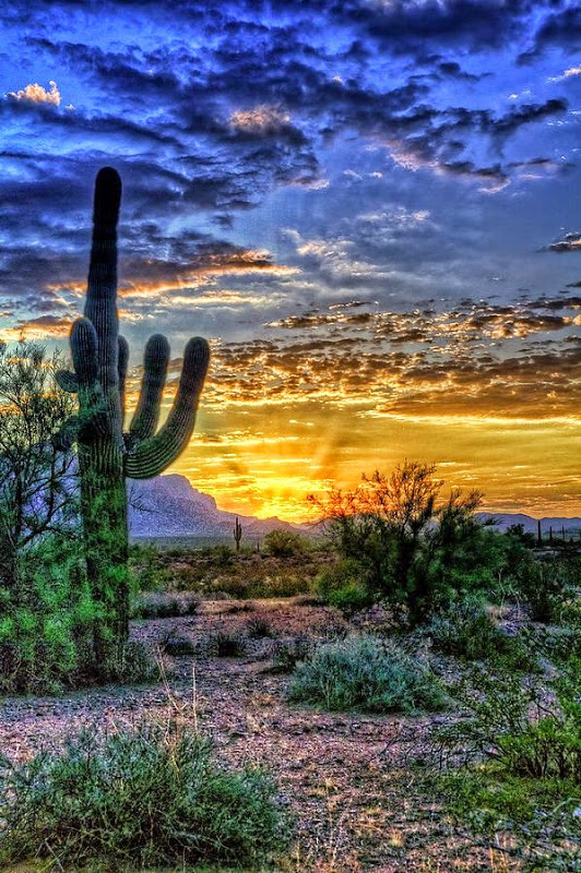 A Beautiful Sunrise over the Sonoran desert, Arizona