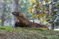 komodo kebun binatang ragunan jakarta