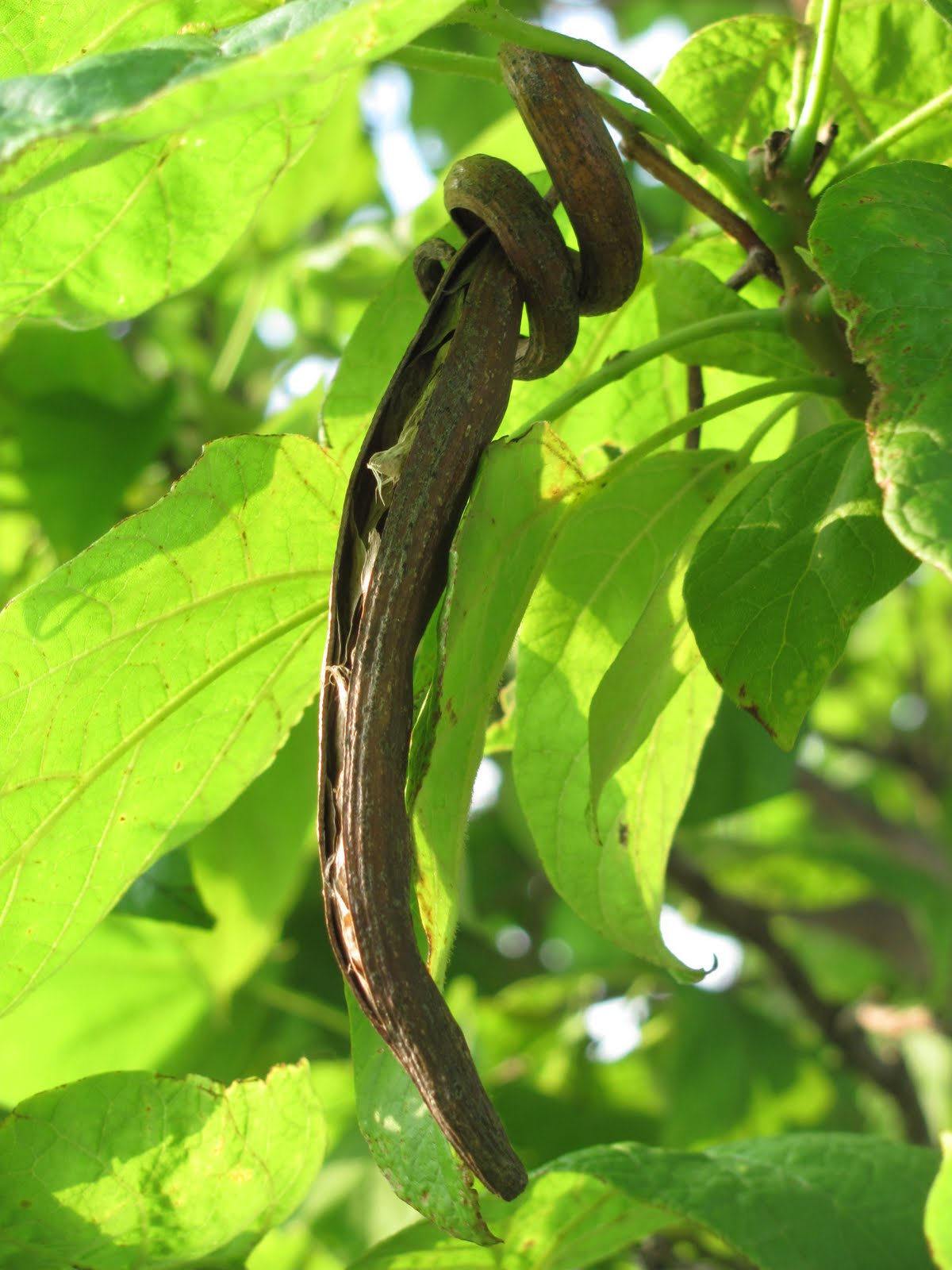 curving back long slender green pods