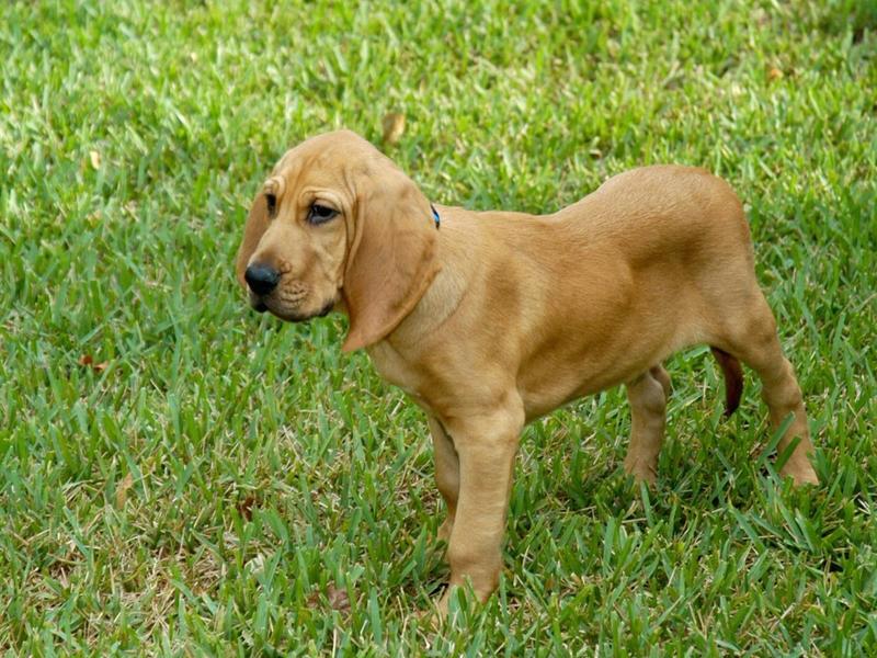 Buy Bloodhound Dog Puppies In Alabama USA