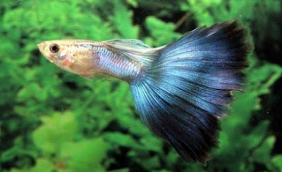 Jenis ikan guppy Gambar jenis ikan guppy