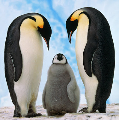 Все про тварин: Імператорський пінгвін (Aptenodytes forsteri)