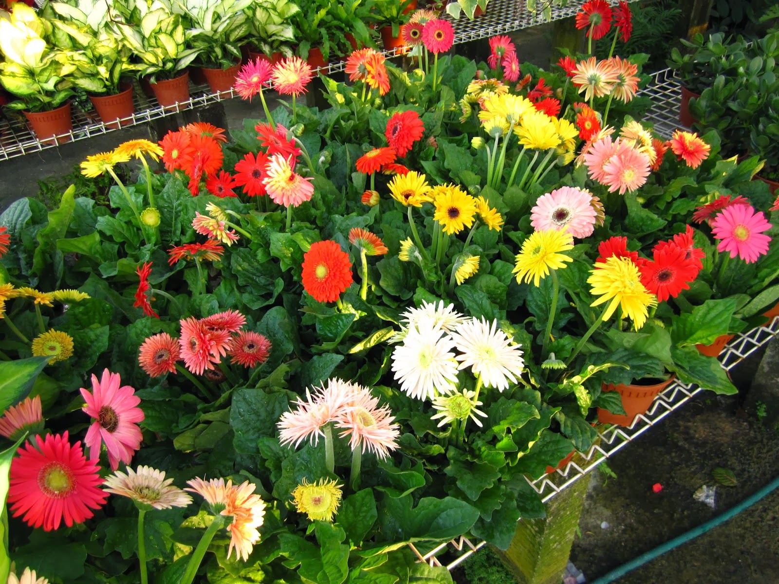 DK Plastic Industries/ DK Agro Trading DK Geo Pots, DK Agro