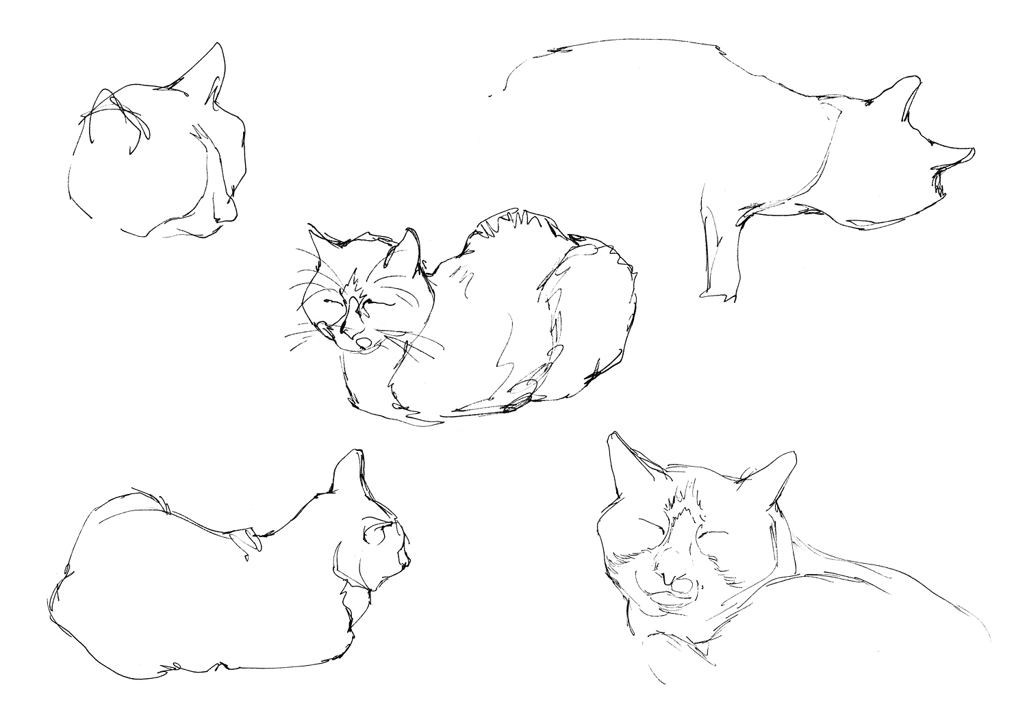 Thilo Krapp Illustration: Katzen-Skizzen | Cat Sketches