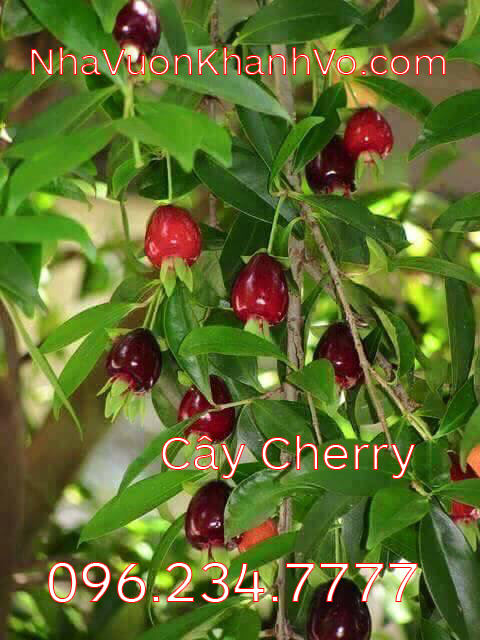 Đăng tin rao vặt: Cherry, giống cây dinh dưỡng, rất tốt cho sức khỏe Cay-cherry-khanh-vo-1