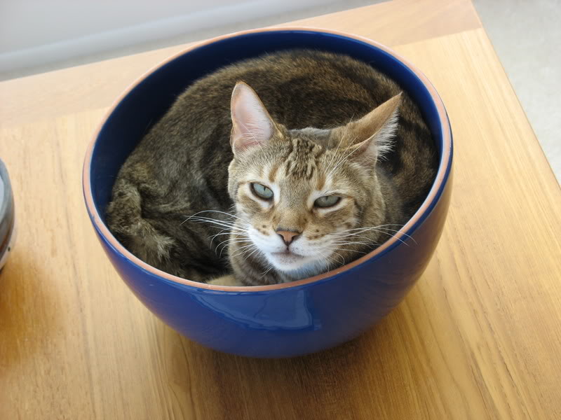 Cats in bowls Cute Cats