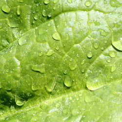 leaf water texture droplets background desktop cool backgrounds wallpapers resolution domain drops windows nature leaves 3d 2000 fluffy clouds fiber