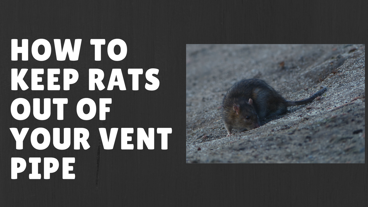 How to Keep Rats Out of Your Vent Pipe