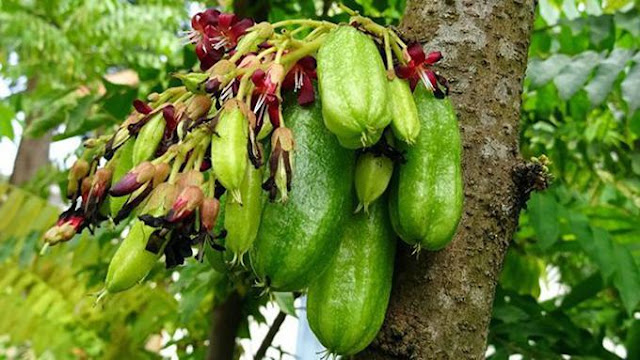 10 Jenis Tanaman Obat Asli Indonesia Beserta Manfaatnya