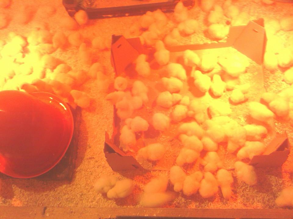 Válivölgyi Kecskefarm és Termelői Bolt Kezdetek