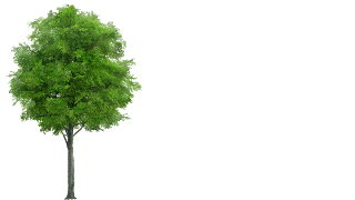Tree for Shadow