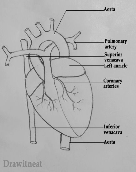 DRAW IT NEAT : How to draw human heart labeled