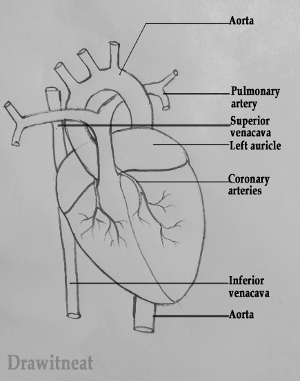 DRAW IT NEAT: How to draw human heart labeled