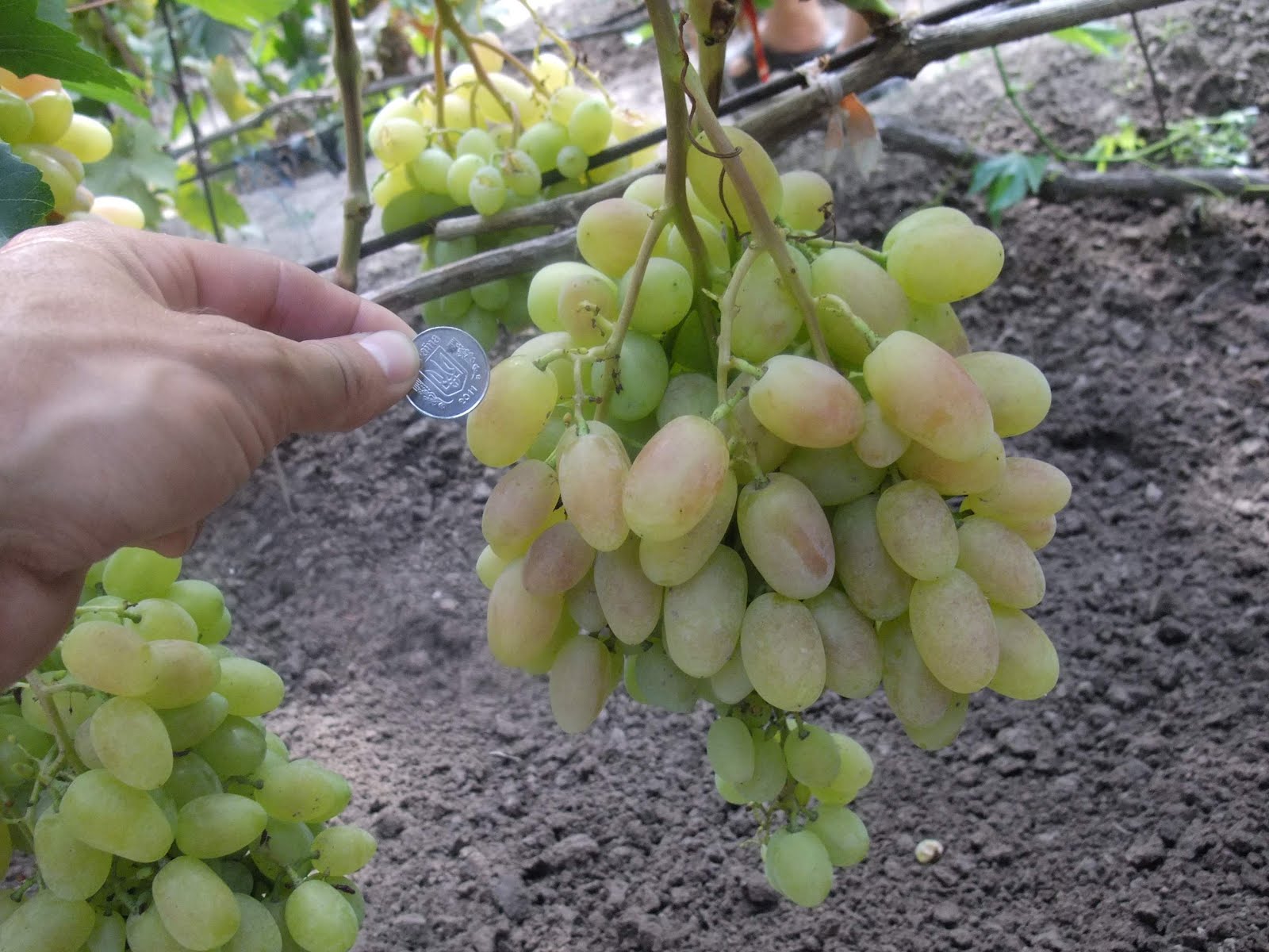 Виноград хамелеон