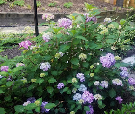 Hydrangea Macrophylla Hortensja Ogrodowa Mrs Kumiko Syn Aska