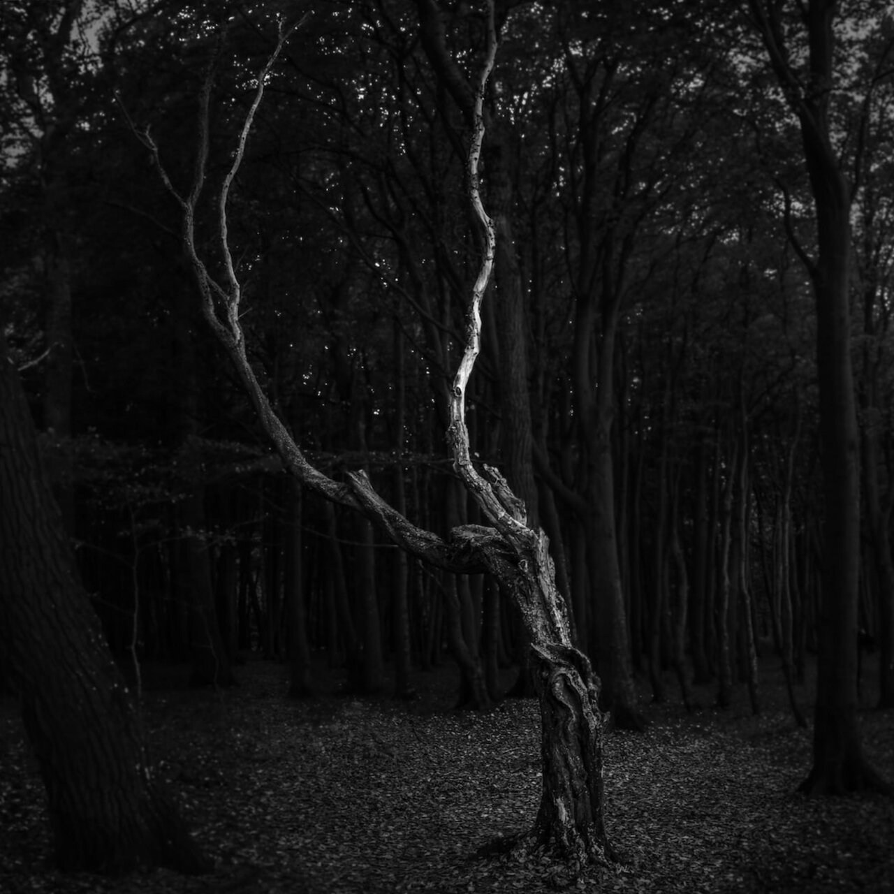 Satyron - "The Dead Forest" EP - 2023