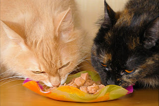 makanan kucing persia dan kucing anggora
