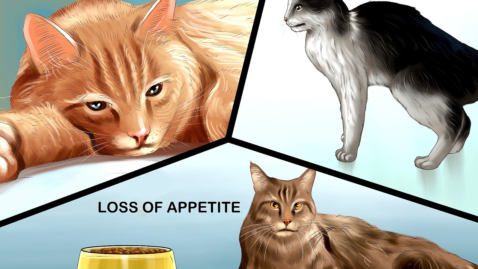 Low Fat Cat Food  For Pancreatitis Cat  Choices