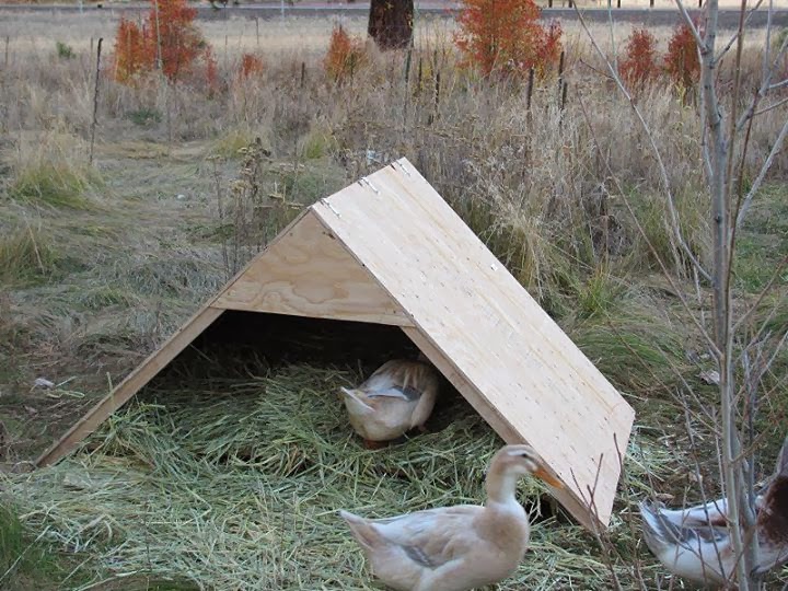 Tips For Keeping Ducks In The Winter Fresh Eggs Daily - Diy Duck House For Winter