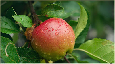 gambar buah apel segar