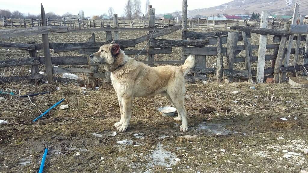 волкодав космодром восточный. волкодав хищения. собр волкодав. винитарий волкодав. директор дальспецстрой хабаровск.