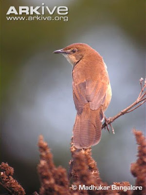 Schoenicola platyurus