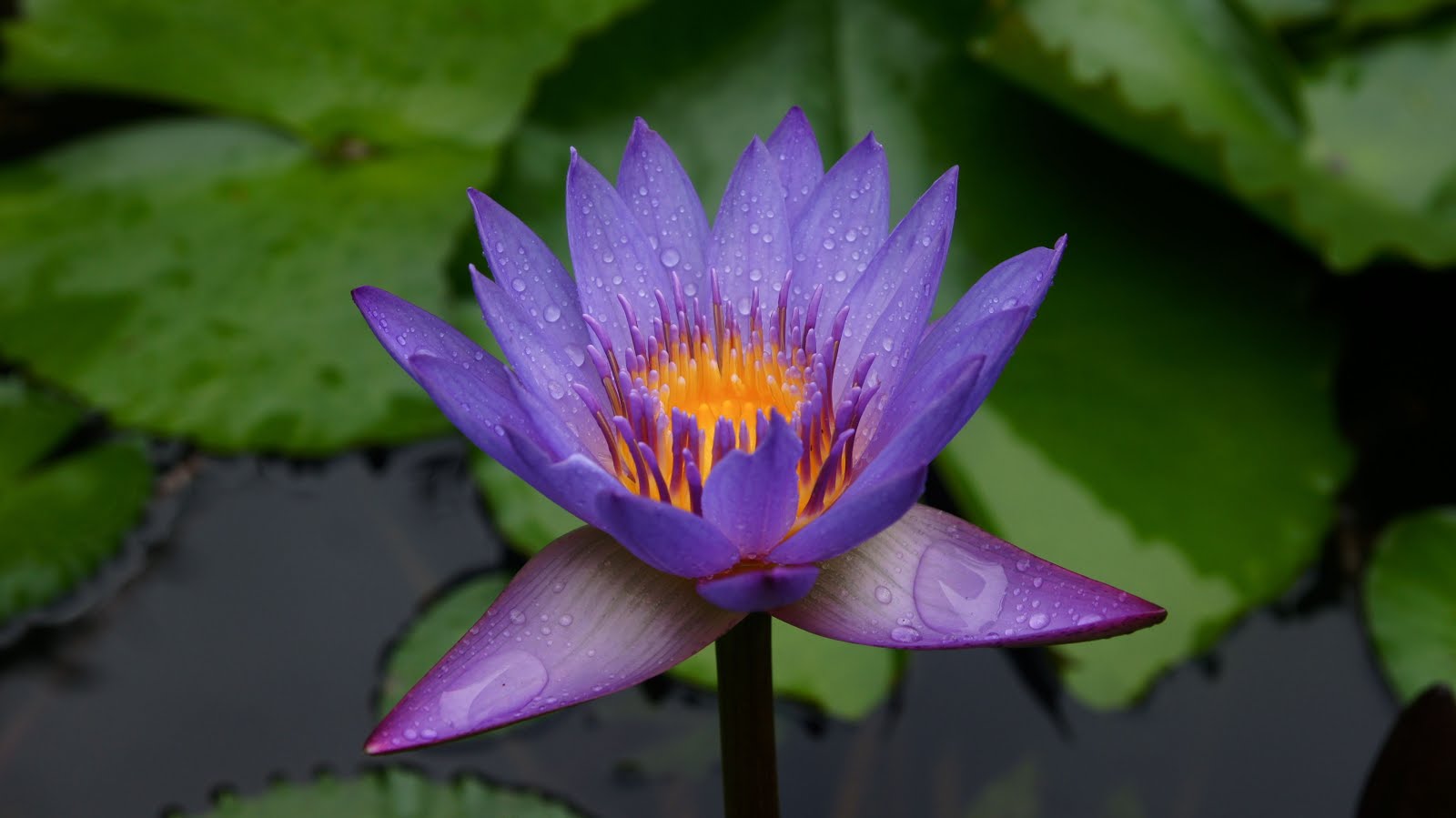 Banco de Imágenes Gratis: Flor de loto color púrpura después de la