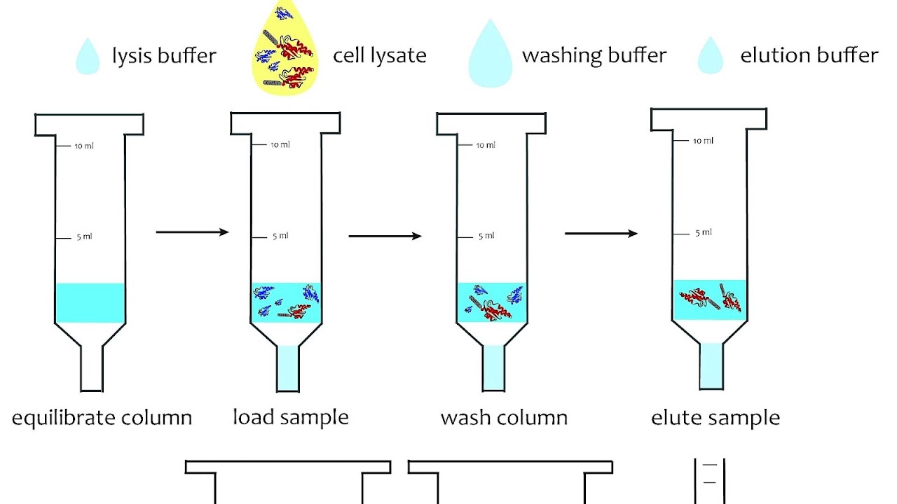 Protein Lysis Buffer Protein Choices