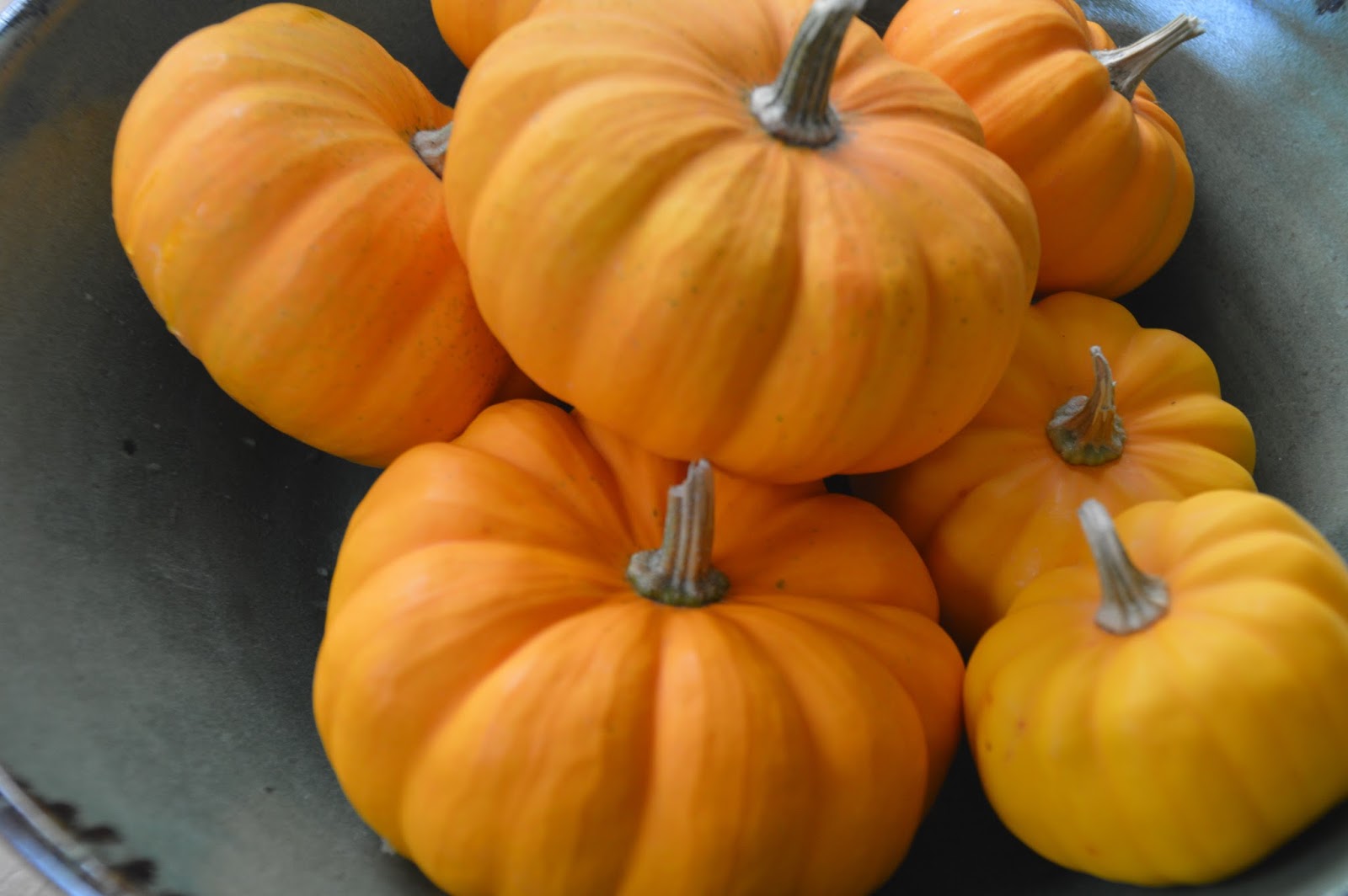 Viver Melhor Dicas de Plantio Abóbora Mini Jack (Pumpkin Mini Jack