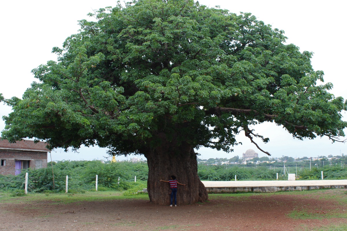 Journeys across Karnataka Oldest Tree of Bijapur