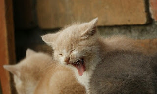 Cara Mengatasi Kucing Stres Beserta Penyebab dan Tanda Tandanya