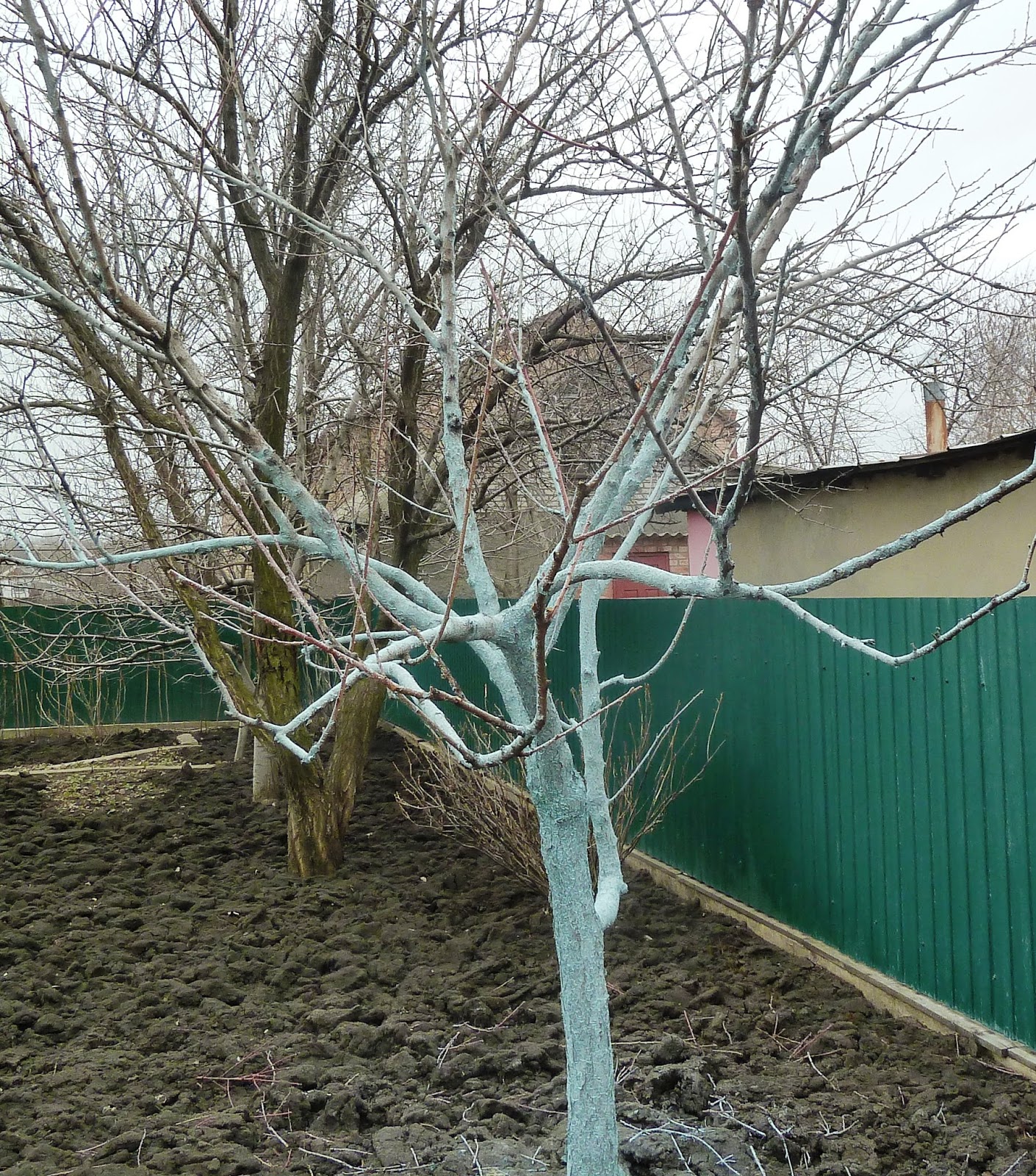 Чем обработать деревья после зимы