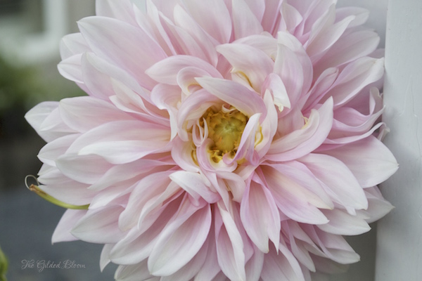 Pink Dahlia- www.gildedbloom.com Pink Dahlia- www.gildedbloom.com