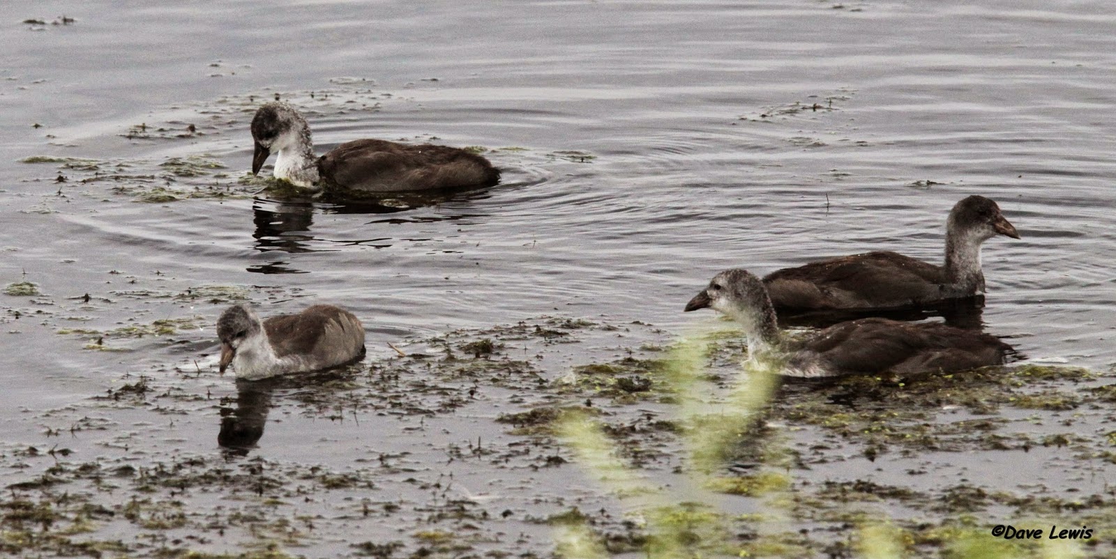 Birds from Behind Coots and Cootlets...