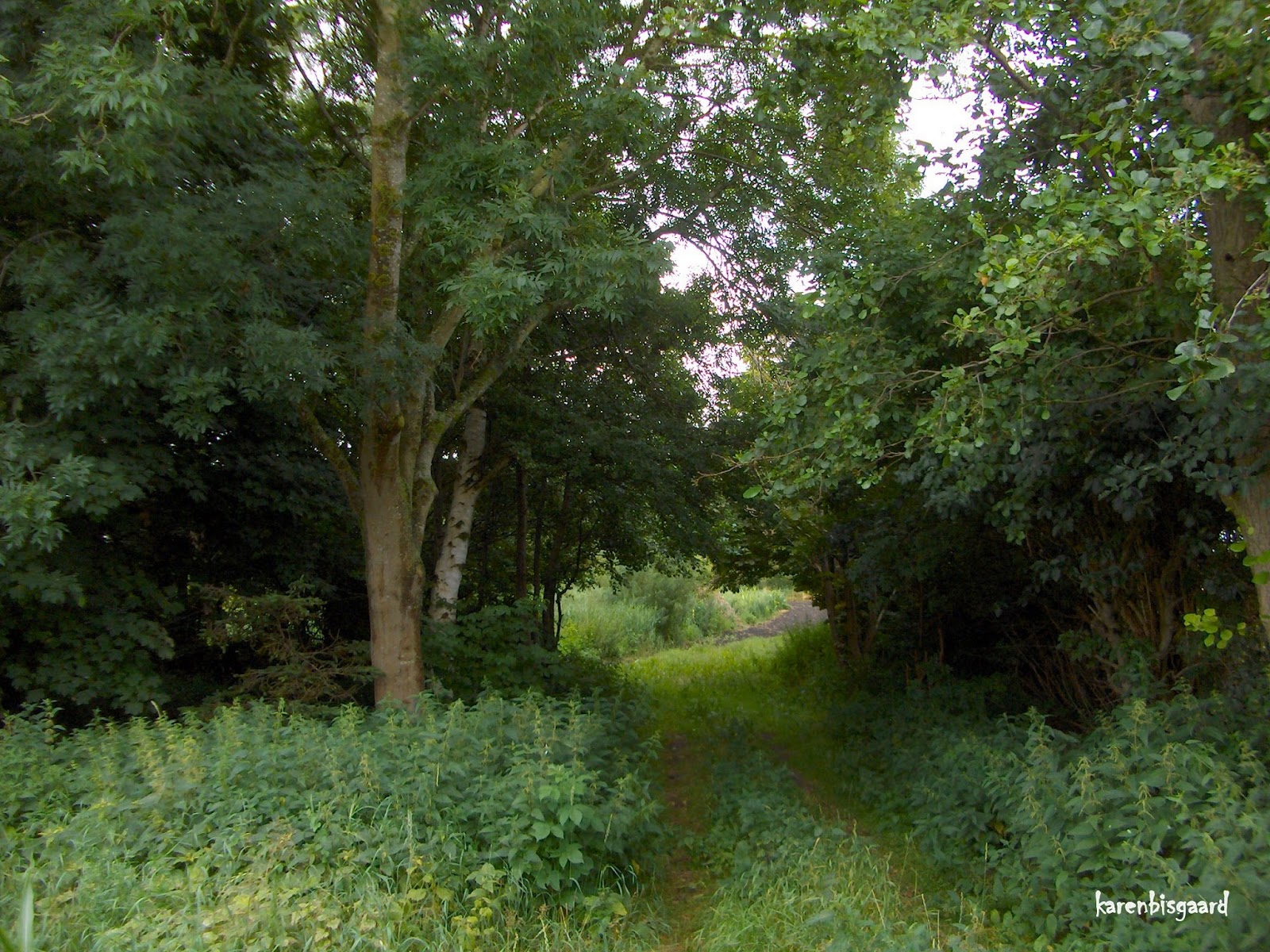 Karen`s Nature Photography: Walking Path through the Woods.