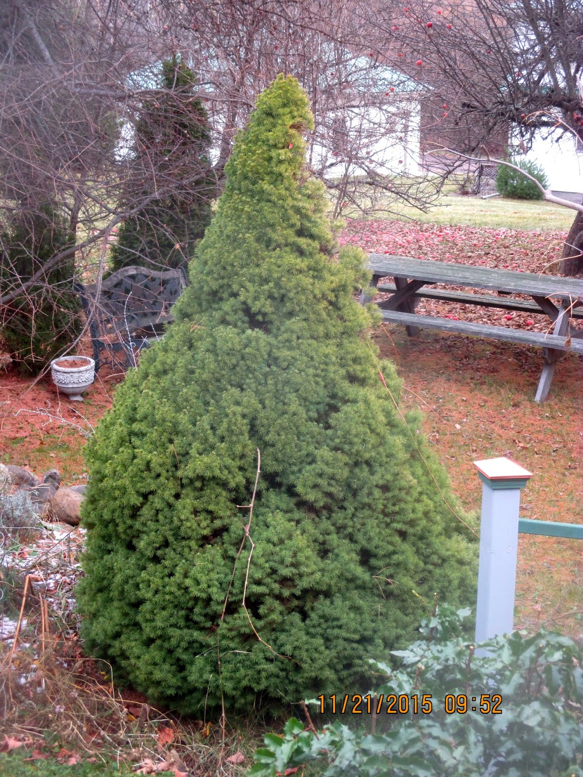 Art's Bayfield Almanac DWARF ALBERTA SPRUCE, AND WITCH'S BROOMS