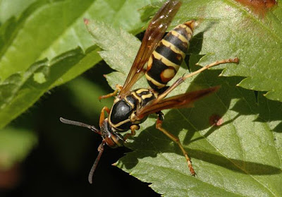 Wasp - animals That Start with W Wasp - animals That Start with W