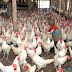 Ministro de Agricultura: En diciembre no habrá escasez de pollos   