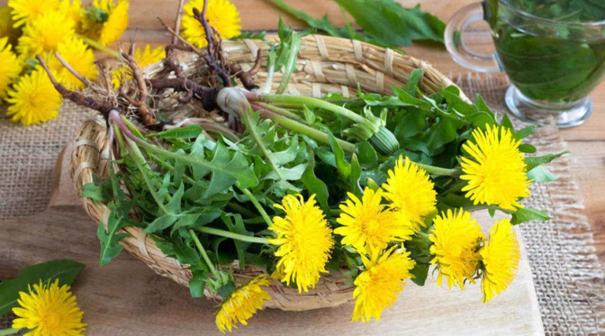 Dandelion Is Not A Weed! It Promotes Bone Building Better Than Calcium, Cleanses The Liver And Treats Eczema