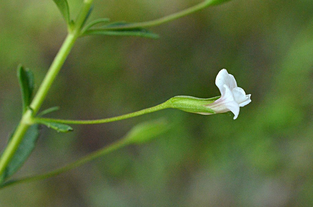 Whitish Images Stock Photos Vectors Shutterstock