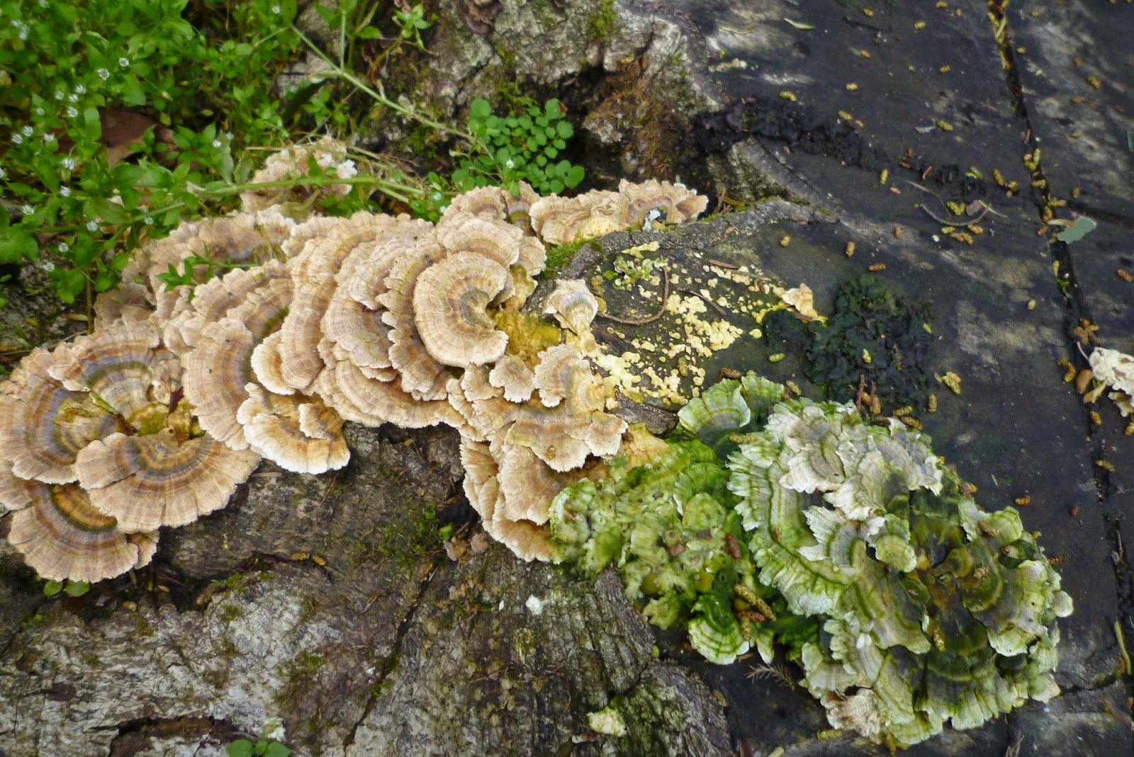 Malva Silvestre: Propriedades dos cogumelos cauda de perú