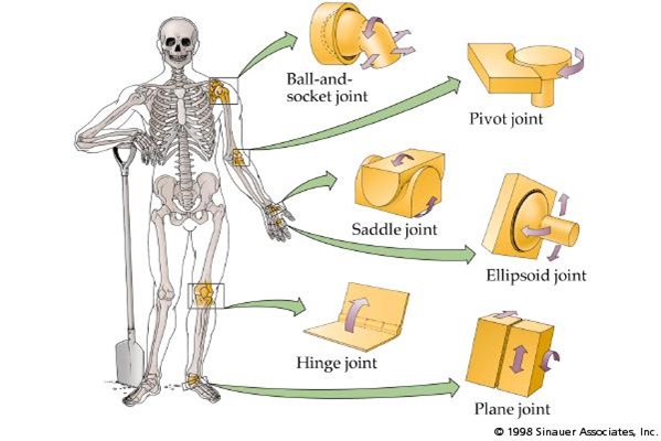 Mekanisme Gerak Pada Manusia - Tulang, Persendian,Otot Sebagai Alat