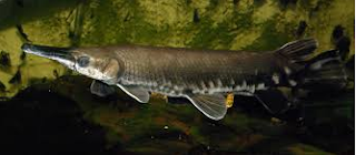 Tropical Gar (Atractosteus tropicus)  dan ikan aligator terbesar