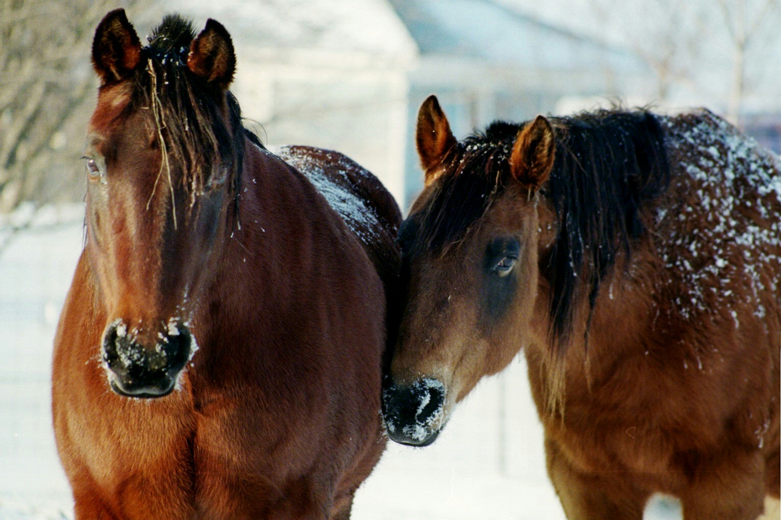 Purina Equine Research Blog From our farm to yours. Winterize Your