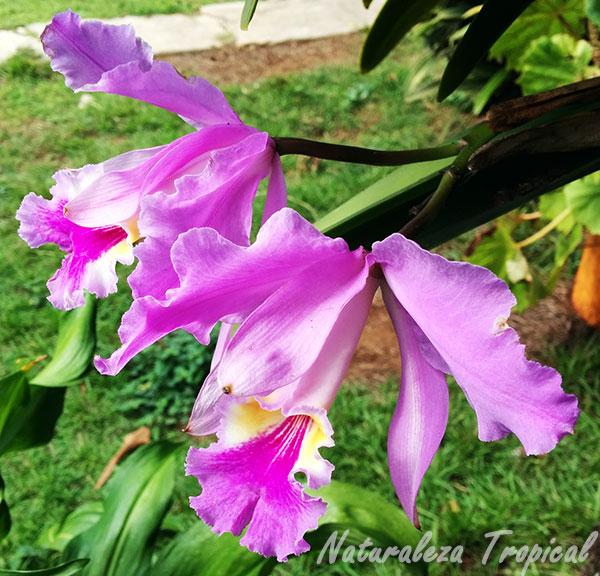 Flores de una especie del género Cattleya