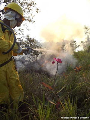 No dia do Cerrado, em 11 de setembro, o fogo e a destruição do segundo bioma mais ameaçado do Brasil será motivo de preocupação. Foto: Acervo/Fundação Grupo o Boticário Dia do Cerrado, 11 de setembro, cerrado, bioma, savana, incêndios florestais, fogo, incêndios, desmatamento, fogo no cerrado, queimadas, extinção, unidades de conservação, fundação boticário, natureza