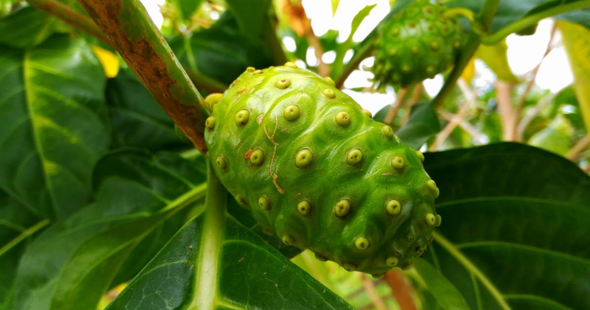 The Life Extension Blog Health Benefits of Noni Traditional