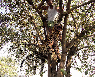 Harimau bintang dipukul dan digantung pada pokok
