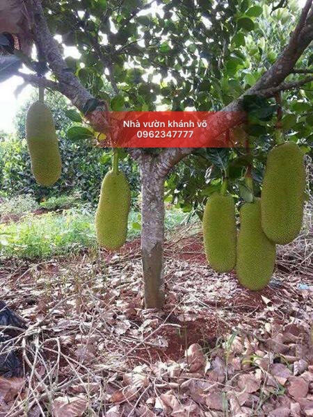 Mít trái dài Malaysia - Cây ăn quả mới có giá trị kinh tế cao