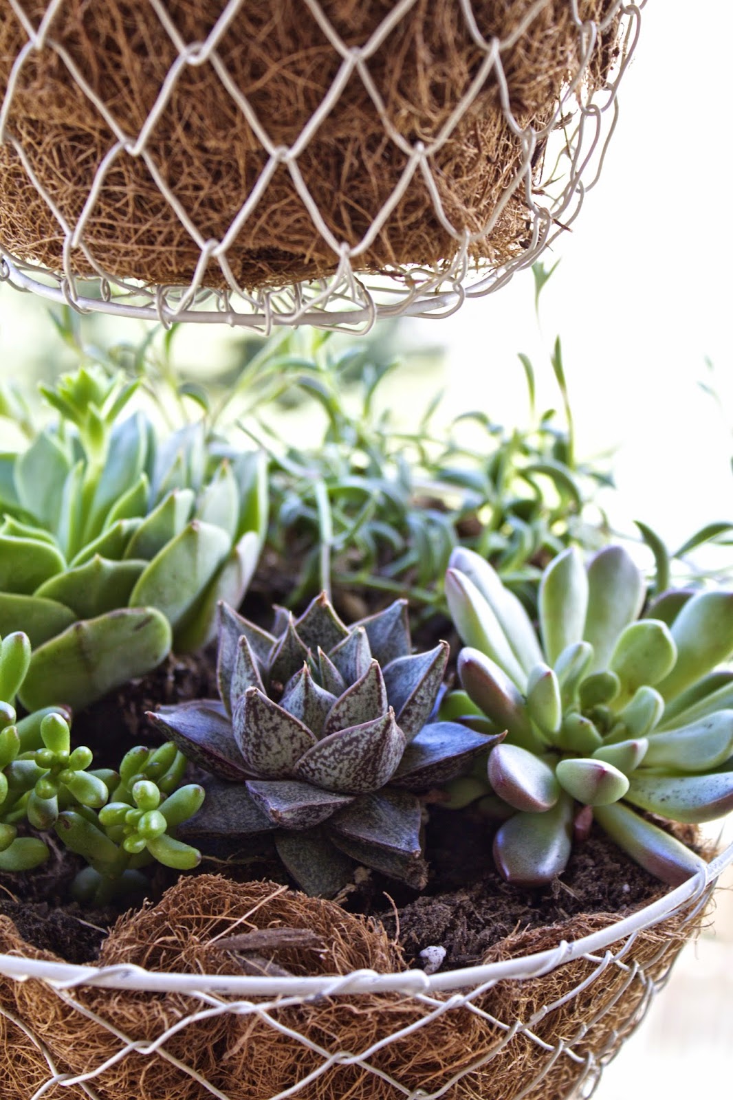 turquoise violets DIY hanging succulent baskets